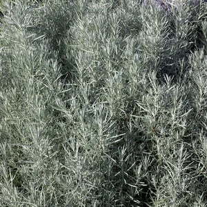 Picture - Minier Nurseries