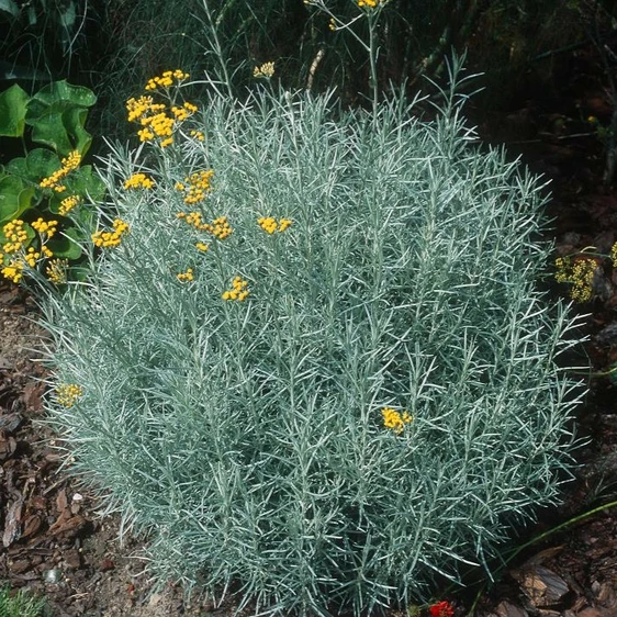 Picture - Minier Nurseries