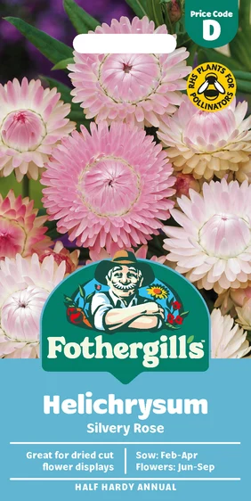 Helichrysum Silvery Rose - image 1