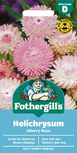 Helichrysum Silvery Rose - image 1