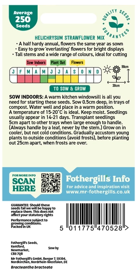 Helichrysum Strawflower Mix Seeds - image 2