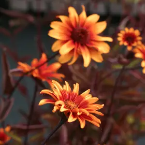 Heliopsis helianthoides var. scabra 'Burning Hearts' 1L