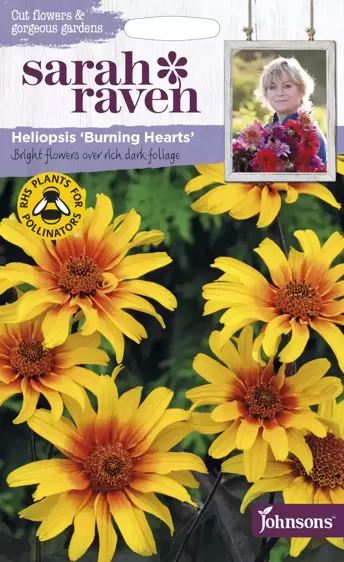 Heliopsis Burning Hearts - image 1