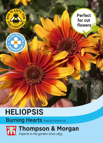 Heliopsis Burning Hearts Seeds - image 1
