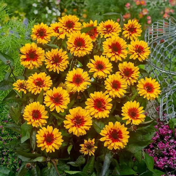 Heliopsis 'Funky Spinner'