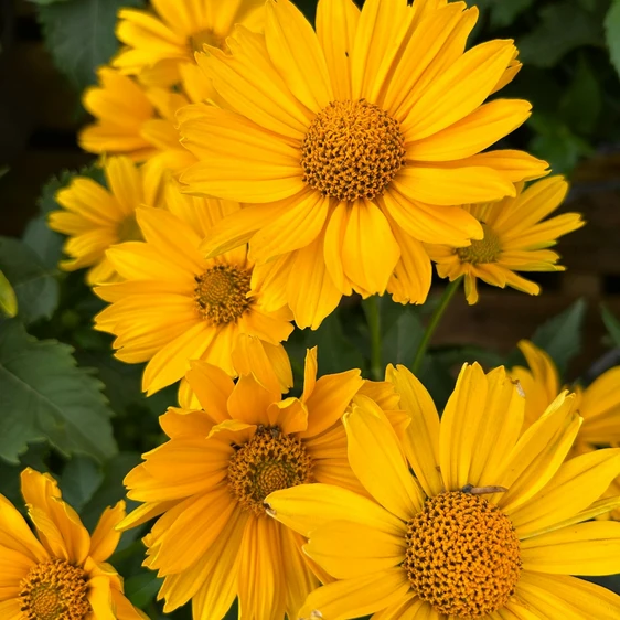Heliopsis helianthoides 'Oriole Single Yellow' - image 1