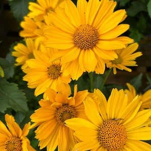 Heliopsis helianthoides 'Oriole Single Yellow' - image 1