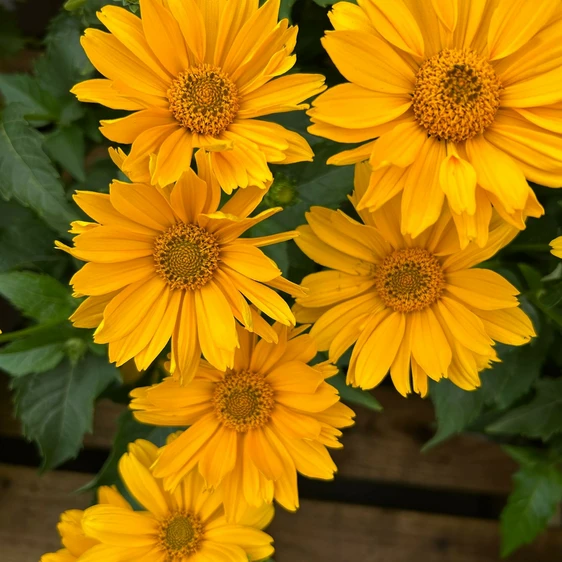 Heliopsis helianthoides 'Oriole Single Yellow' - image 2