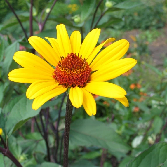Picture - Ball Horticultural