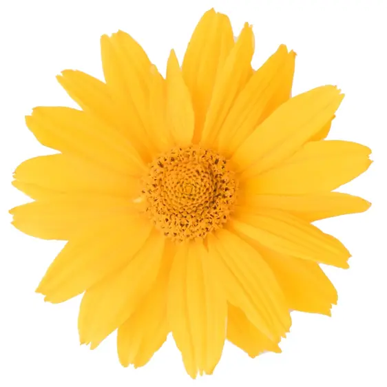 Heliopsis helianthoides 'Solar Flare' - image 2