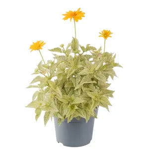 Heliopsis helianthoides 'Solar Flare' - image 1