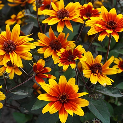Image Credit: Phoenix Perennials
