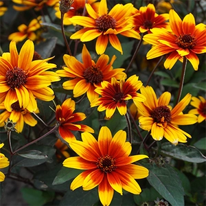 Image Credit: Phoenix Perennials