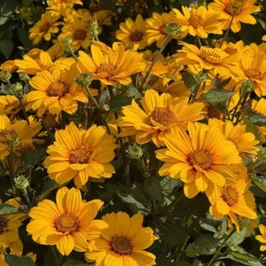 Image Credit: Allensmore Nurseries