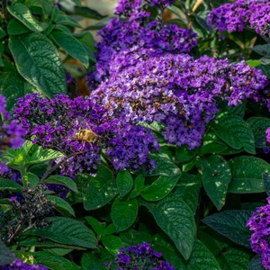 Heliotrope