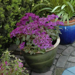 Heliotrope