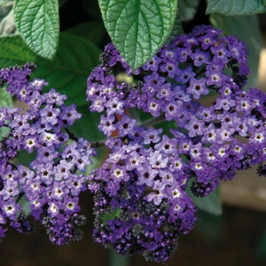 Heliotrope 'Marino Blue' - image 1