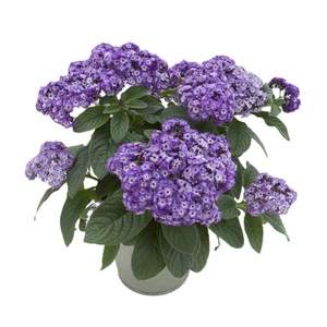 Heliotrope 'Marino Blue' - image 2