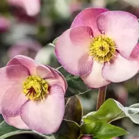 Helleborus