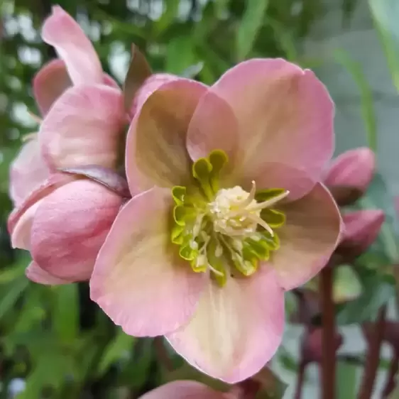 Helleborus x ericsmithii 'Angel Glow' 5L