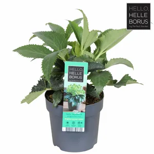 Helleborus argutifolius - image 4