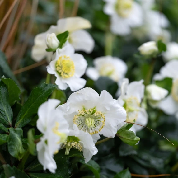 Helleborus niger 'Awesome Heavenly' - image 2
