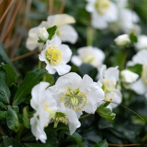 Helleborus niger 'Awesome Heavenly' - image 2