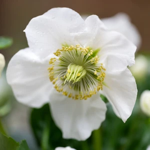 Helleborus niger 'Awesome Heavenly' - image 1