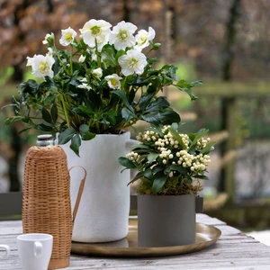 Helleborus niger 'Awesome Heavenly' - image 3