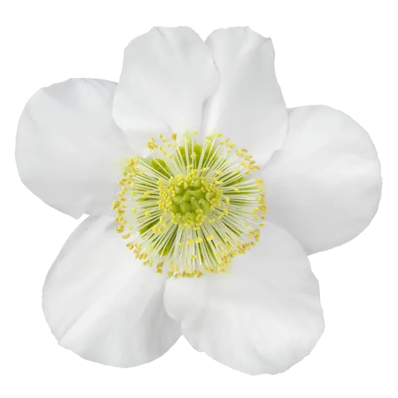 Helleborus niger 'Awesome Heavenly' - image 4