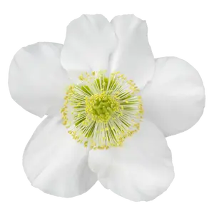 Helleborus niger 'Awesome Heavenly' - image 4
