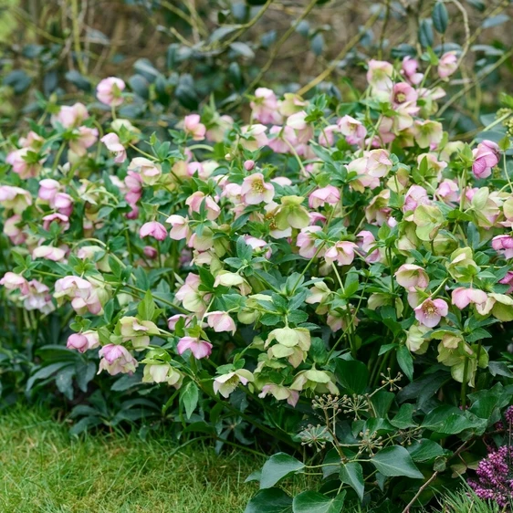 Picture - Hilverda Florist