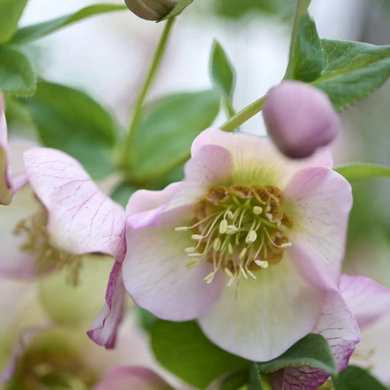 Picture - Hilverda Florist