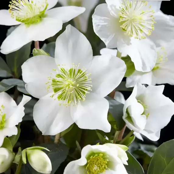 Helleborus niger 'Christmas Carol' 7cm - image 2