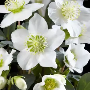 Helleborus niger 'Christmas Carol' 7cm - image 2