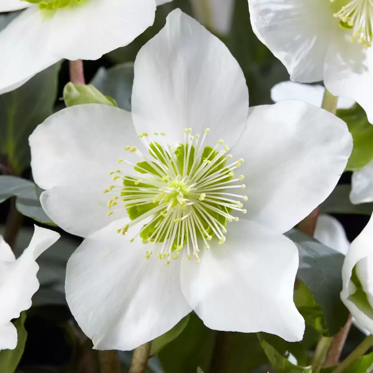 クリスマスプレゼントに❣️限定25個HelleboreBoxELLIOTHALL Helleborus niger 'Christmas Carol' 6cm - Cowell's Garden Centre