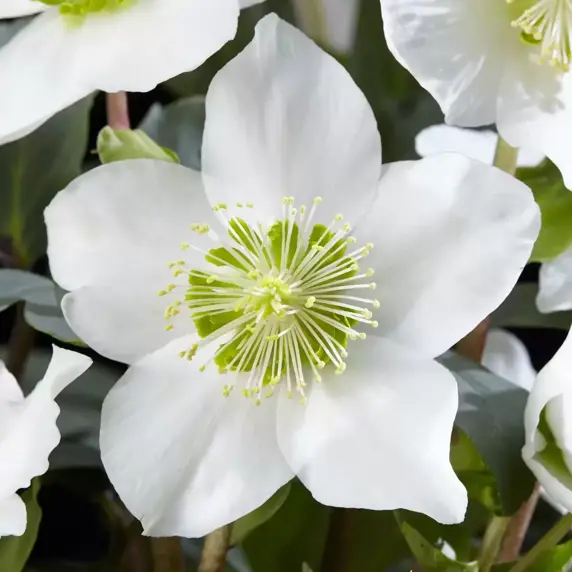 Helleborus niger 'Christmas Carol' 7cm - image 1