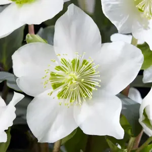 Helleborus niger 'Christmas Carol' 7cm - image 1