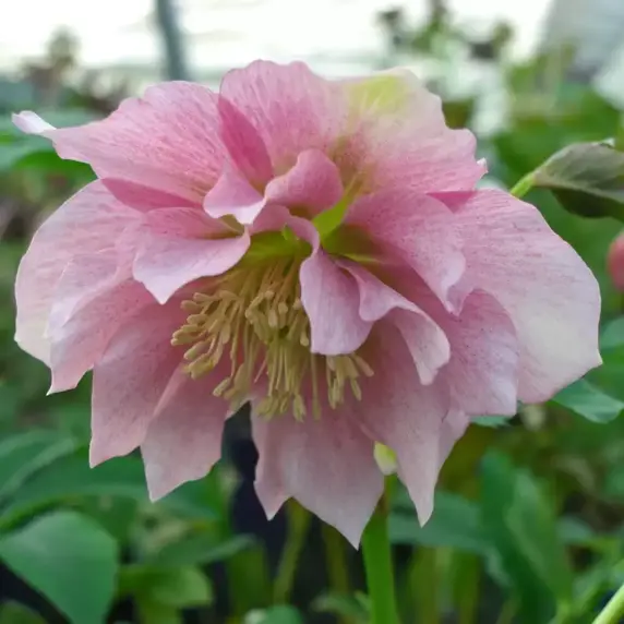 Helleborus x hybridus 'Double Light Pink' - image 1