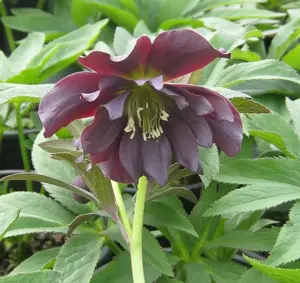 Helleborus x hybridus 'Double Purple'