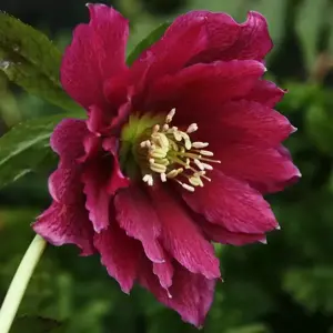 Helleborus x hybridus 'Double Red'