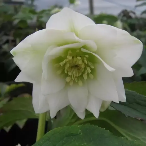 Helleborus 'Double White'