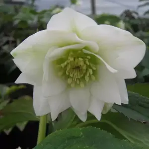 Helleborus 'Double White'