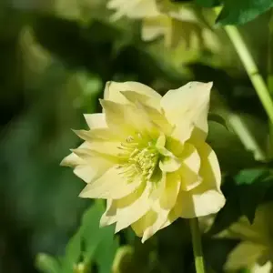 Helleborus x hybridus 'Double Yellow'