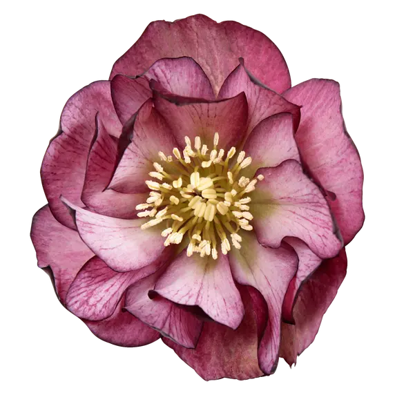 Helleborus orientalis 'Elise'