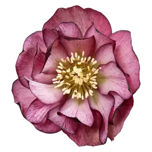 Helleborus orientalis 'Elise'