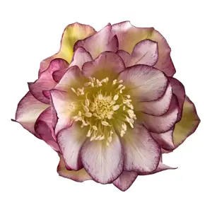 Helleborus orientalis 'Eva'