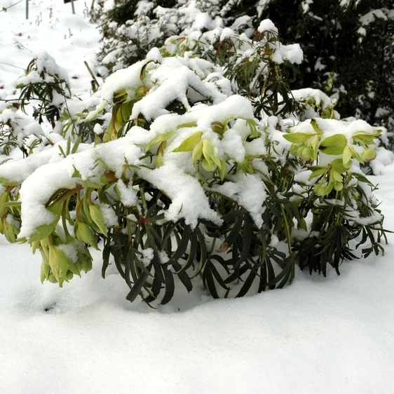 Helleborus foetidus - image 2