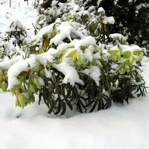 Helleborus foetidus - image 2