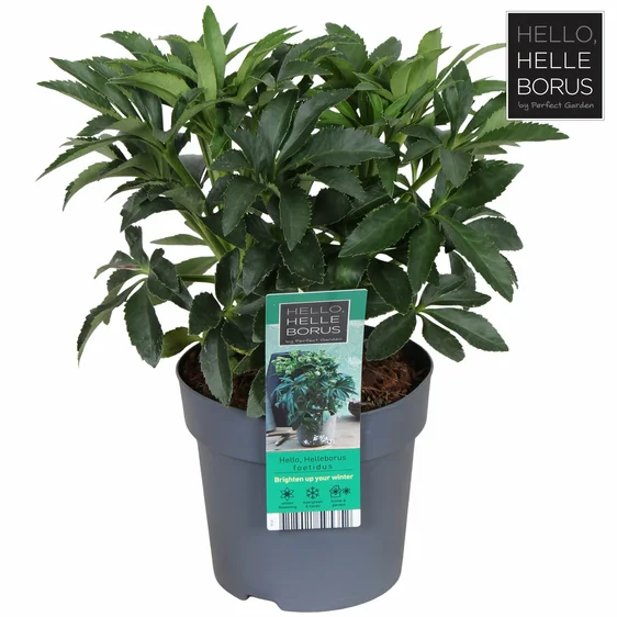 Helleborus foetidus - image 3